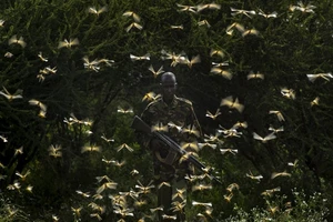 Hàng tỉ đàn châu chấu đang tấn công các quốc gia khu vực Đông Phi. Ảnh: AP