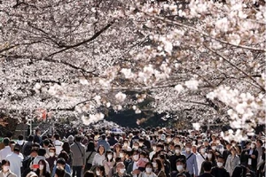Người dân đeo khẩu trang và thưởng thức hoa anh đào tại Công viên Ueno ở thủ đô Tokyo hôm 21-3. Ảnh: ASAHI NEWS