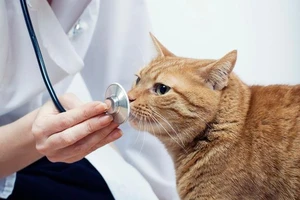 Mèo có thể dễ nhiễm dịch COVID-19. Ảnh: GETTY IMAGES