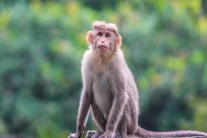 Trong số 25 con khỉ đã được tiêm phòng, 8 con cho thấy không có dấu hiệu bị nhiễm COVID-19.