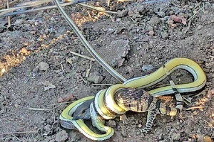 Cả con rắn cát bụng vàng và con kỳ đà con đều cố gắng ngoạm chặt đối thủ trong một trận chiến sinh tồn kéo dài hai giờ đồng hồ. Ảnh: LATESTSIGHTINGS