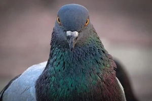 Trung Quốc sử dụng "gián điệp bồ câu" tại biên giới giáp Ấn Độ. Ảnh: THETAIWANTIMES