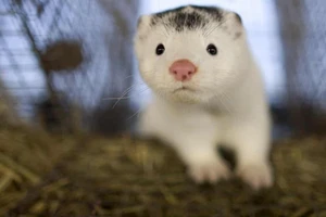 Chồn nghi nhiễm COVID-19 ở trang trại tại Tây Ban Nha. Ảnh: EPA