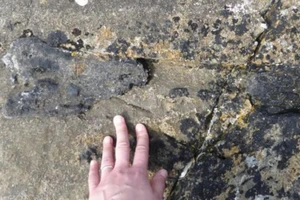 Hóa thạch khủng long 166 triệu năm tuổi trên đảo. Ảnh: E PANCIROLI