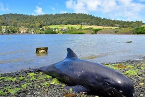 Xác một con cá heo trên bờ biển Grand Sable (đông Mauritius) hôm 26-8. Ảnh: REUTERS