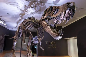 Sắp đấu giá hóa thạch T-Rex hoàn chỉnh nhất thế giới 