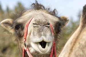 Quân đội Ấn Độ sử dụng lạc đà hai bứu để tuần tra ở khu vực biên giới tranh chấp với Trung Quốc.