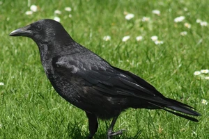 Một con quạ mỏ nhỏ. Ảnh: THE TIMES