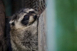 Chú gấu mèo 'vượt biên' sang Việt Nam sẽ vào Thảo Cầm Viên