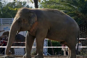 Chú voi Kaavan đã sống ở một vườn thú tại Pakistan trong hơn 35 năm. Ảnh: AP