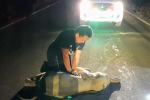 Giải cứu voi con bằng cách hồi sức tim phổi