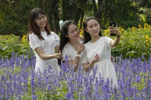 Đẹp ngỡ ngàng Cánh đồng hoa bên sông Sài Gòn