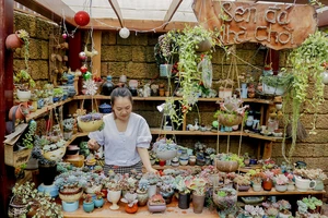 Ngắm vườn sen đá đẹp lung linh đón Tết ở Sài Gòn 