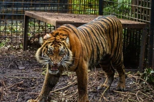 Hổ Sumatra. Ảnh: GETTY IMAGES