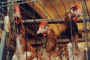 Gà tại một trang trai gia cầm thuộc khu vực thủ đô Moscow, Nga. Ảnh: SPUTNIK