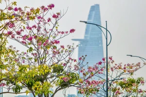 Sài Gòn - mùa kèn hồng lại đến