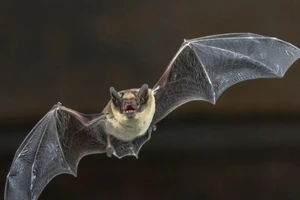 Phát hiện 24 chủng virus corona mới trong bán kính 2 km tại Trung Quốc. Ảnh: SHUTTERSTOCK