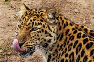 TQ: 3 con báo xổng chuồng, vườn thú 'im lặng' một tuần. Ảnh: NBC NEWS