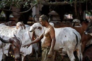 Người dân Ấn Độ lấy phân bò bôi lên cơ thể. Ảnh: REUTERS