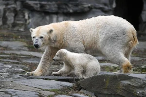 Hai cá thể gấu Bắc cực cái Tonya (mẹ) và Hertha (con) vui đùa tại vườn thú Tierpark (Berlin, Đức). Ảnh: BLOOMBERG/GETTY