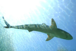 Úc: Bị cá mập tấn công, một vận động viên lướt sóng thiệt mạng. Ảnh: CNN