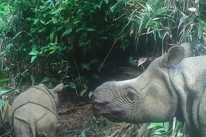 Một con tê giác Java con (trái) được phát hiện mới tại vườn quốc gia Ujung Kulon (Indonesia) hồi tháng 3. Ảnh: AFP