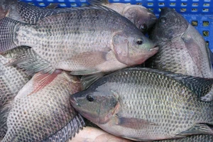 Lợi ích sức khỏe của cá rô phi