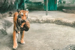 Thảo Cầm Viên Sài Gòn mừng ‘đầy tháng’ 2 hổ con Bengal