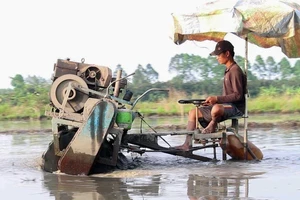 Mùa đặt lú bắt cá đồng ở miền Tây