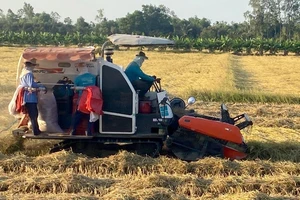 Hậu Giang: Lúa trúng mùa được giá, nông dân vui 