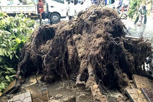 Cần Thơ: Giông lốc làm cây xanh ngã đổ, đè lên xe