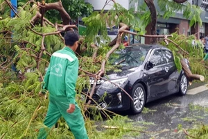 Cần Thơ: Giông lốc làm cây xanh ngã đổ, 9 ô tô hư hỏng nặng