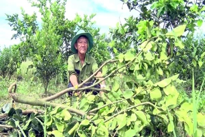 Giao giống bưởi Năm Roi trồng ra trái bưởi Lông Cổ Cò