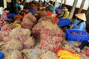 Sóc Trăng vận động giải cứu 50.000 tấn hành tím cho nông dân