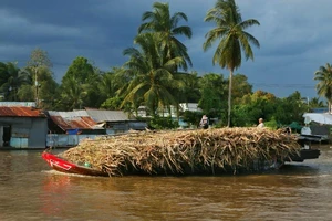 Hậu Giang sẽ đồng hành cùng CASUCO tiêu thụ mía cho nông dân