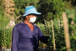 Lão nông miền Tây chong đèn ‘kéo chân’ cho hoa cúc