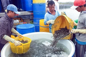 Xuất khẩu thủy sản Việt Nam còn nhiều thách thức 