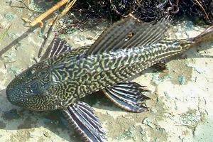 Bé gái 13 tuổi ở Kiên Giang tử vong sau khi ăn cá lau kiếng 