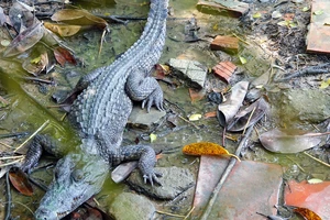 Đã bắt được 2 trong số 6 con cá sấu xổng chuồng ở Kiên Giang