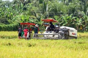 Hậu Giang: Festival Lúa gạo Việt Nam sẽ diễn ra trong tháng 12