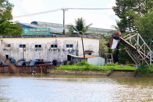 Hậu Giang: Nhà máy đường tạm dừng sản xuất không ảnh hưởng nhiều đến nông dân