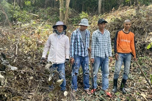 Hạt Kiểm lâm Vườn Quốc gia Phú Quốc bắt quả tang 4 người phá rừng
