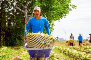 Sóc Trăng: Nông dân Vĩnh Châu phấn khởi thu hoạch củ cải trắng