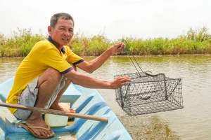 Tôm cua ở Kiên Giang chết do nắng nóng