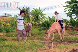 Cần Thơ: Độc lạ trâu màu hồng ở cồn Sơn 