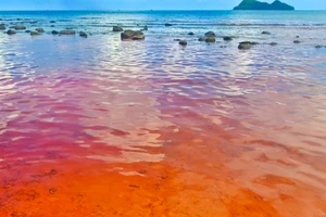 Xuất hiện hiện tượng thủy triều đỏ ở Kiên Giang