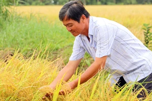 Nông dân tỉnh Hậu Giang phấn khởi với phương pháp canh tác lúa thông minh 