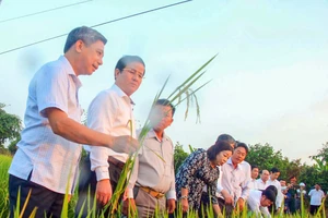 Bí thư Tỉnh ủy Hậu Giang đi thăm đồng đầu năm