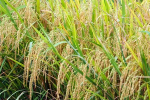 Mô hình lúa chuyên canh chất lượng cao ở ĐBSCL đạt lợi nhuận gần 40 triệu/ha