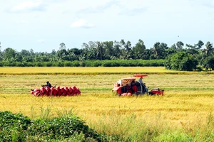 Xuất khẩu gạo năm 2026: Nguồn cung dồi dào nhưng lo chi phí logistics